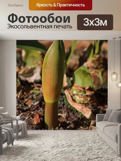 Фотообои молодые листья луковичного растения