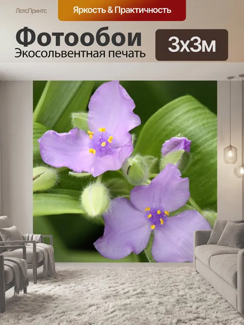 Фотообои Spiderwort Blooms крупным планом