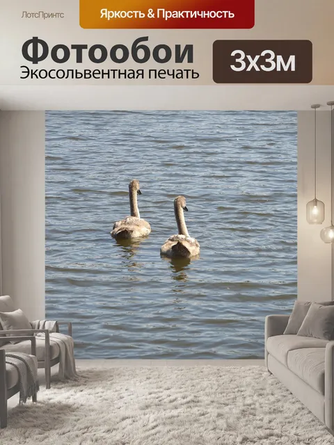 Фотообои Молодые лебеди на воде