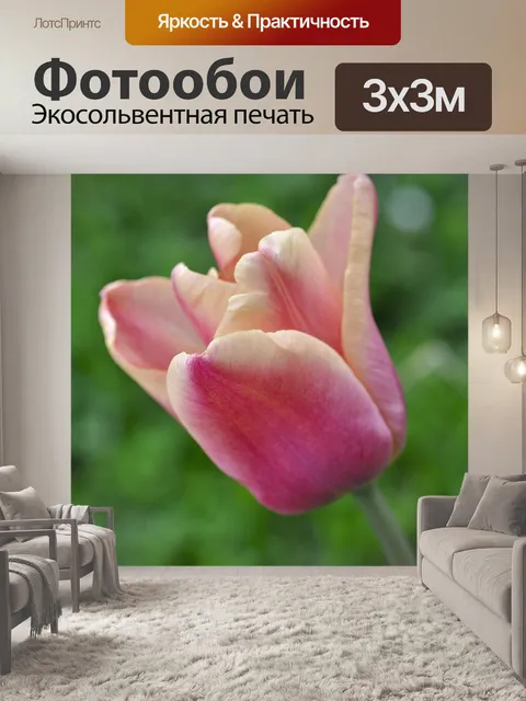 Фотообои Тюльпан