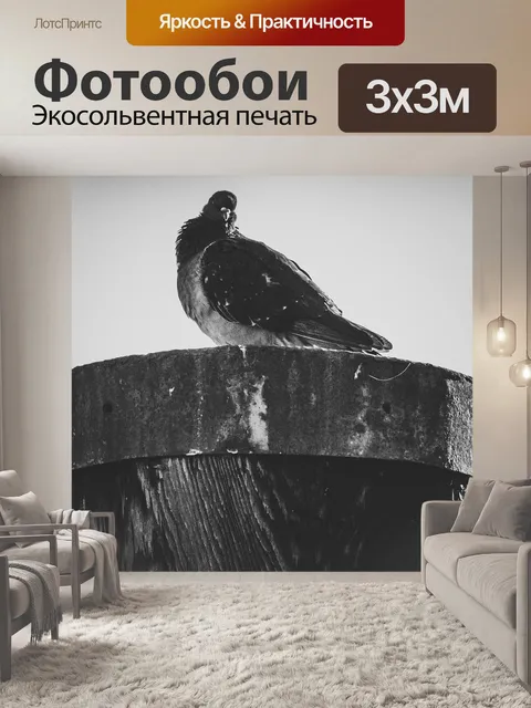 Фотообои Город голубь