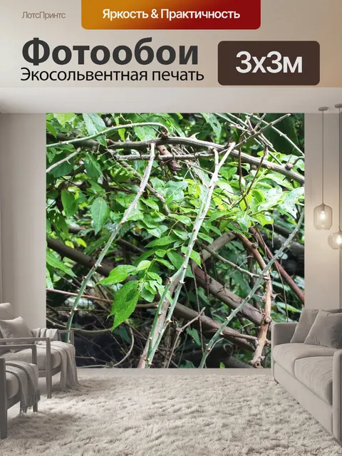 Фотообои влажная зеленая листва и ветки