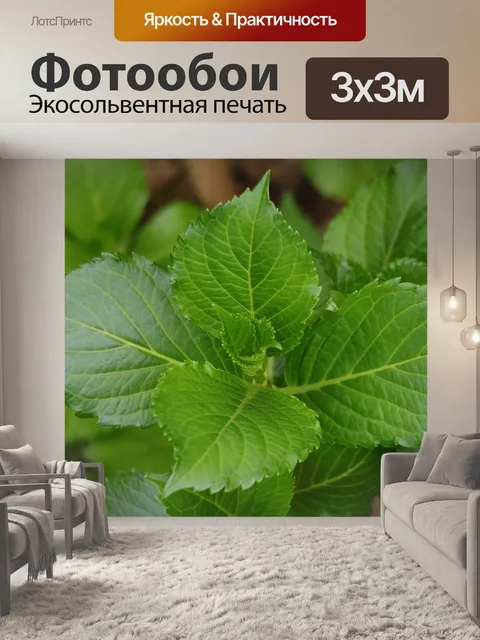 Фотообои Гортензия