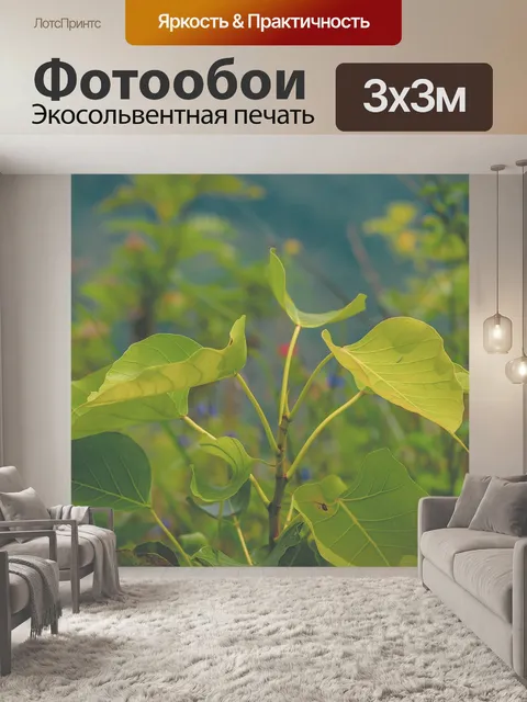 Фотообои Бо
