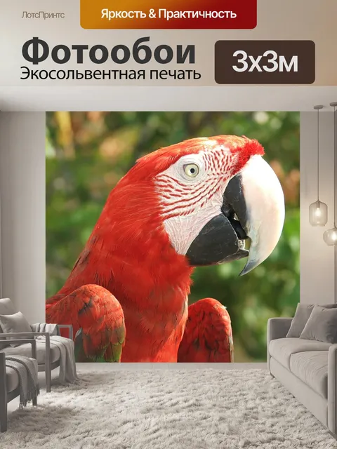 Фотообои Попугай