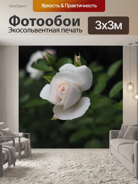 Фотообои Роза