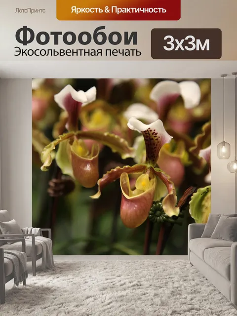 Фотообои Орхидеи