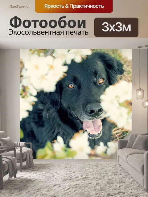 Фотообои Собака