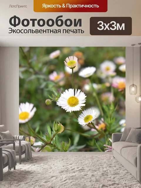 Фотообои Цветы ромашки