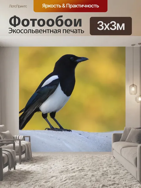 Фотообои Сорока