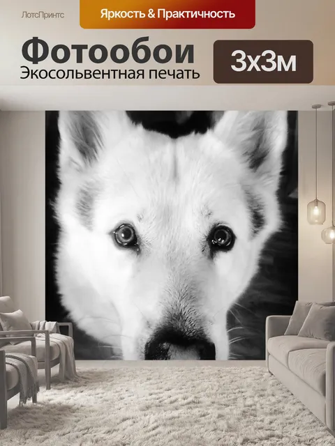Фотообои Собака