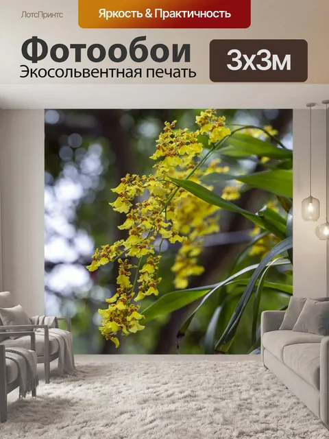 Фотообои Орхидеи