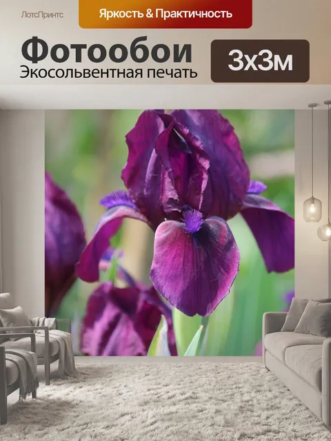 Фотообои Ирис