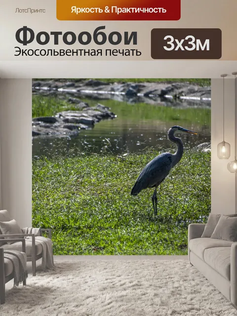 Фотообои Голубая цапля