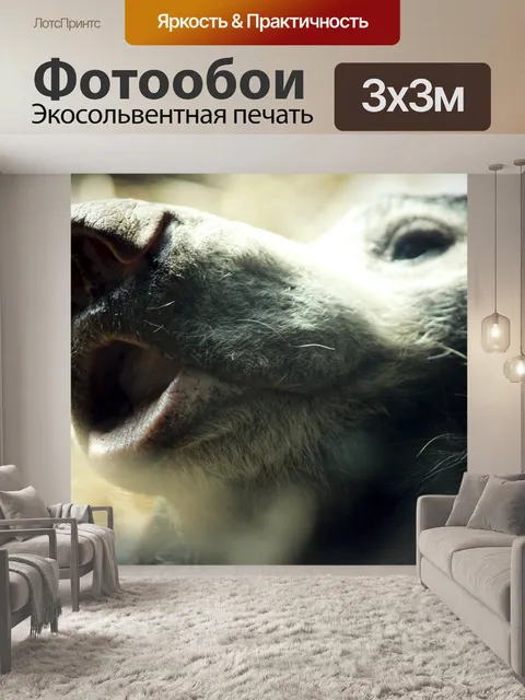 Фотообои Нос Лень Медведь