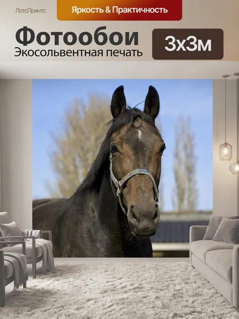 Фотообои Лошадь
