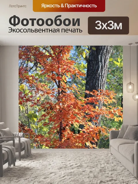 Фотообои Клен