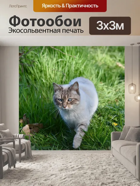 Фотообои Кошка