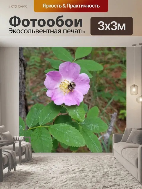 Фотообои Цветок дикой розы