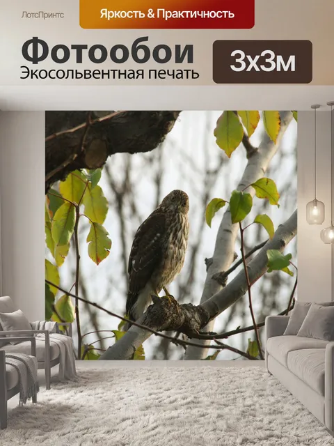 Фотообои Молодые Hawk