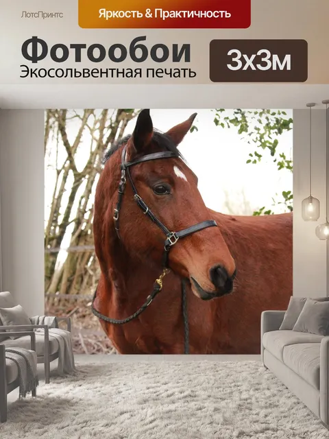 Фотообои Лошадь