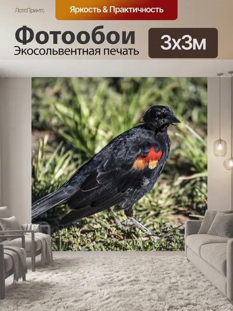 Фотообои Чёрная птица с красными плечами