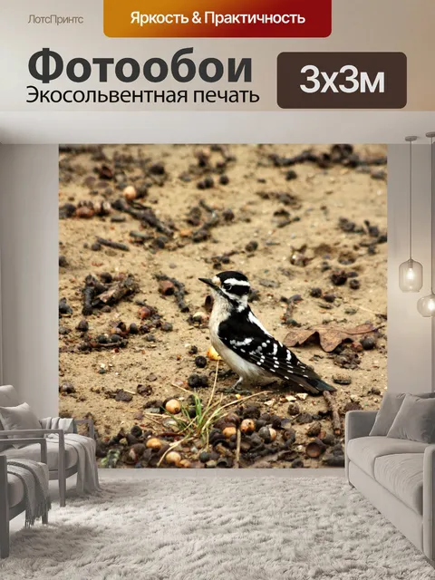 Фотообои Пушистый дятел и желуди