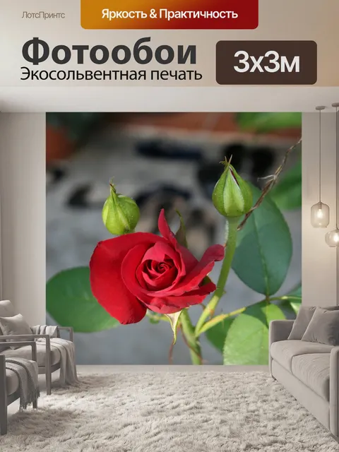 Фотообои Роза