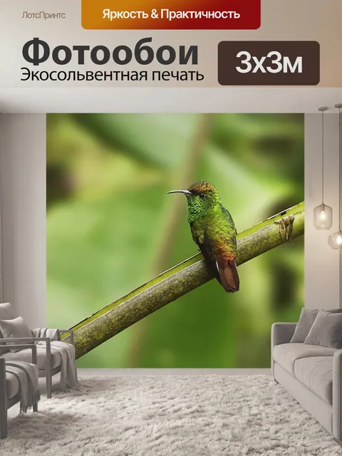 Фотообои Колибри