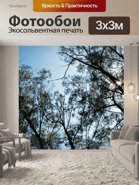 Фотообои солнце заглядывая через стволы деревьев