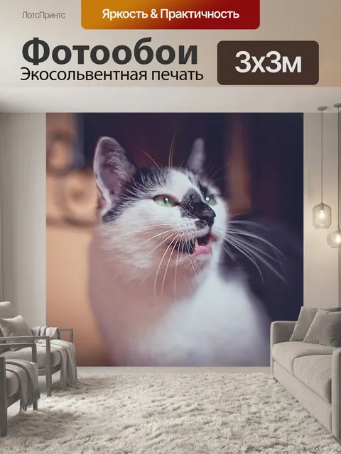 Фотообои Кошка