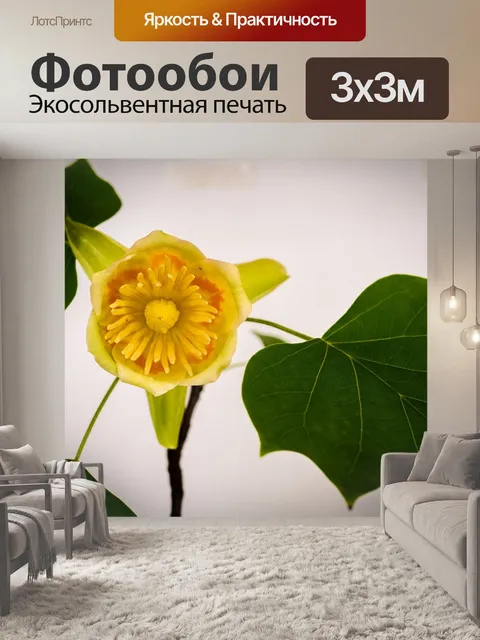 Фотообои Тюльпанное дерево