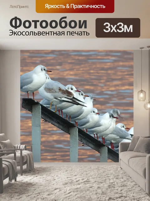 Фотообои Чайки