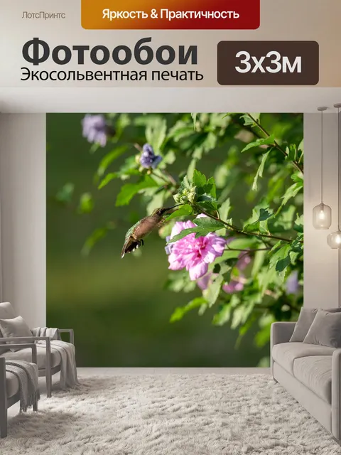 Фотообои Колибри