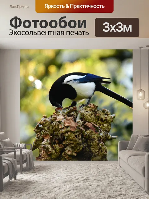 Фотообои Сорока
