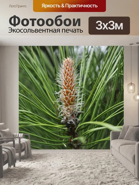 Фотообои Сосна