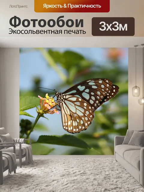 Фотообои Бабочка
