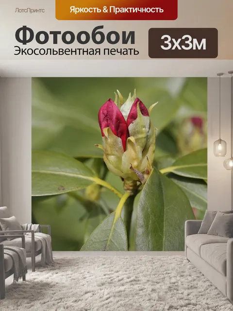 Фотообои Цветы