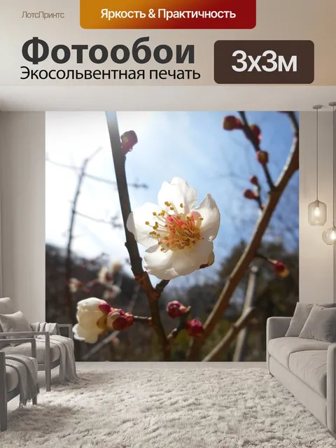 Фотообои Слива