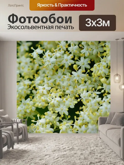 Фотообои Расцветает