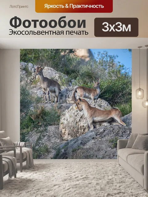 Фотообои Горный козел