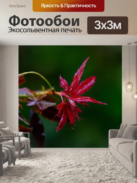 Фотообои Клен
