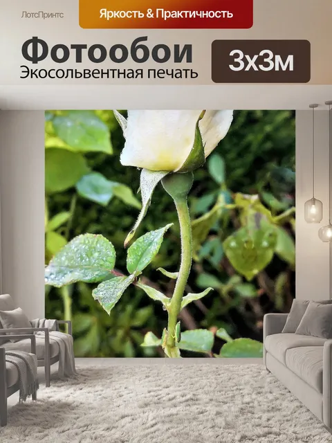 Фотообои Роза