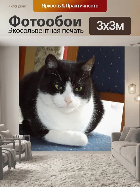 Фотообои Кошка