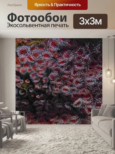 Фотообои Красное море анемона