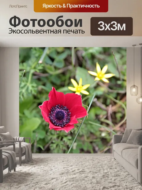 Фотообои Анемоны