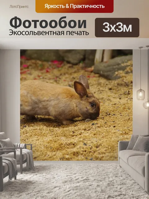 Фотообои Кролик
