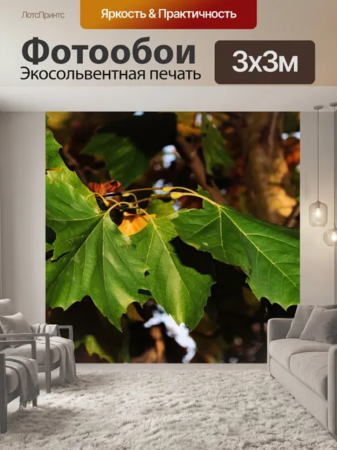 Фотообои Клен