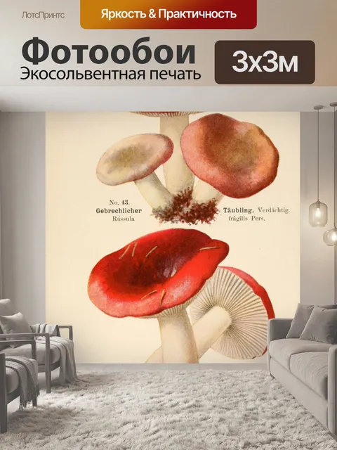 Фотообои Винтажная иллюстрация грибов чемпиона