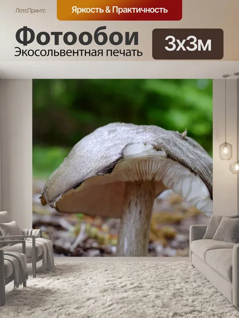 Фотообои Лесные грибы